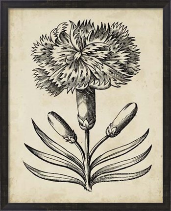 Framed Distinguished Floral II Print