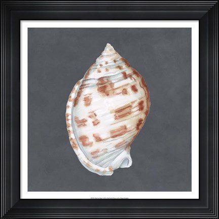 Framed Shell on Slate I Print