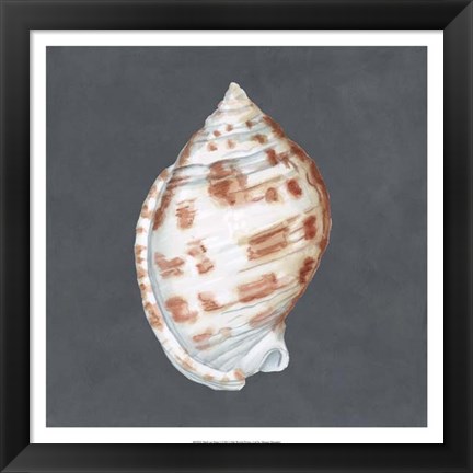 Framed Shell on Slate I Print