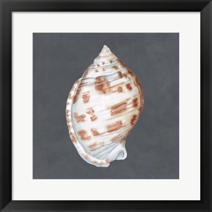 Framed Shell on Slate I Print