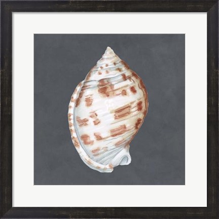 Framed Shell on Slate I Print