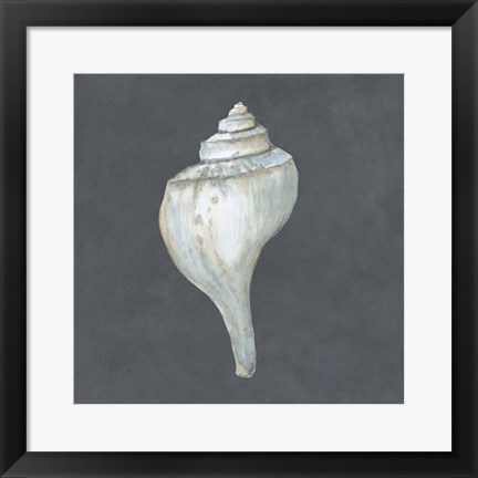 Framed Shell on Slate IV Print