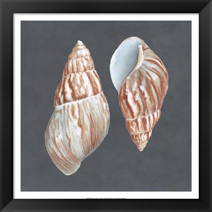 Framed Shell on Slate V Print