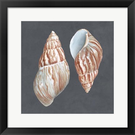 Framed Shell on Slate V Print
