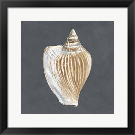 Framed Shell on Slate VI Print