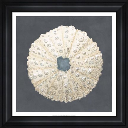 Framed Shell on Slate VII Print