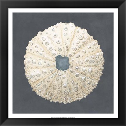 Framed Shell on Slate VII Print