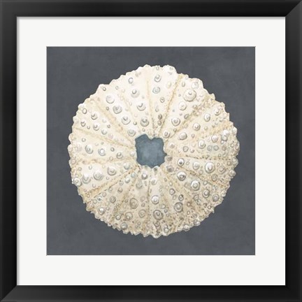 Framed Shell on Slate VII Print