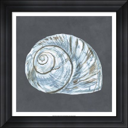 Framed Shell on Slate VIII Print