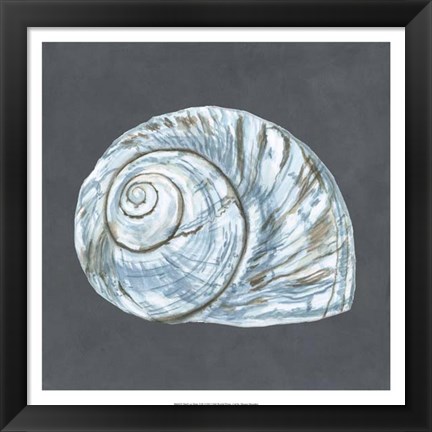 Framed Shell on Slate VIII Print