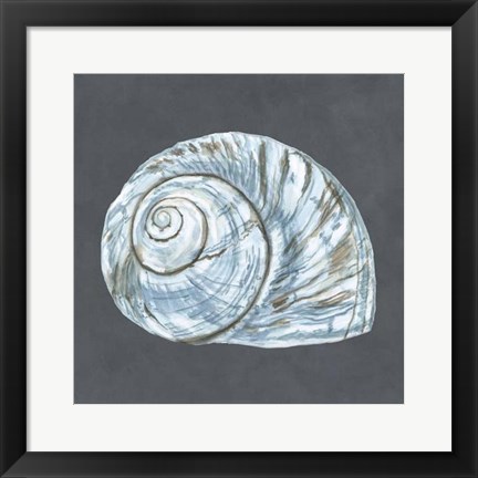 Framed Shell on Slate VIII Print