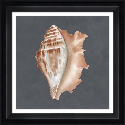 Framed Shell on Slate IX Print