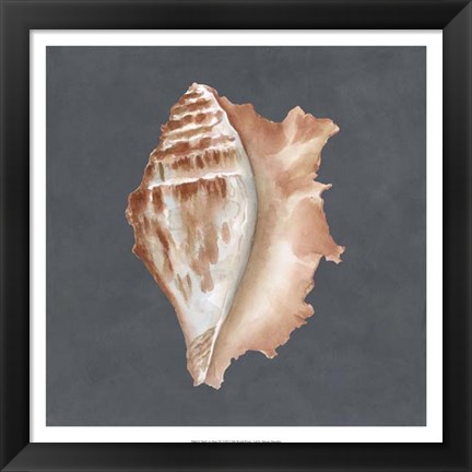 Framed Shell on Slate IX Print