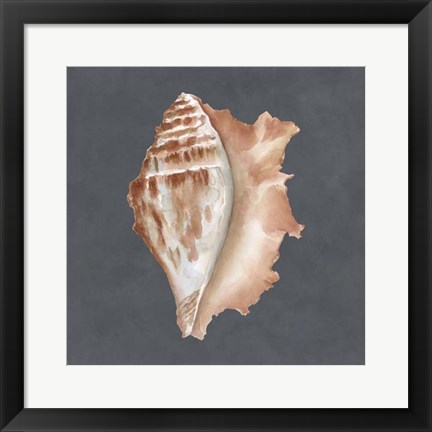 Framed Shell on Slate IX Print