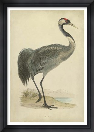 Framed Morris Crane I Print