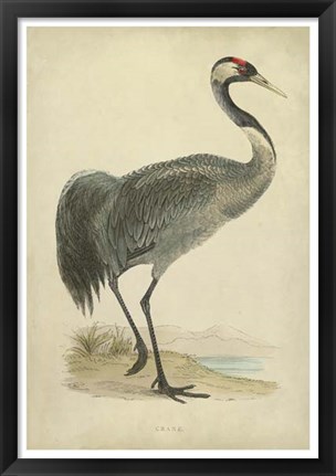 Framed Morris Crane I Print