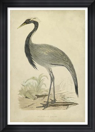 Framed Morris Crane II Print