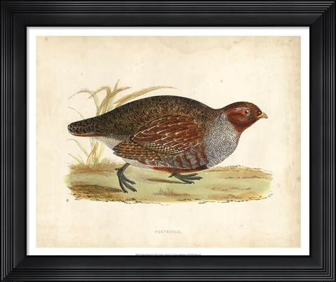 Framed Morris Pheasants I Print