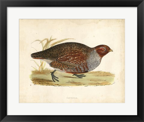 Framed Morris Pheasants I Print