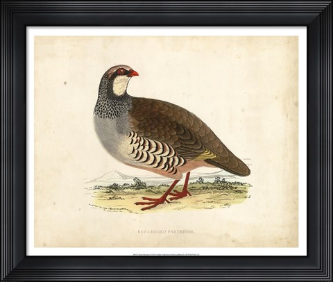 Framed Morris Pheasants II Print