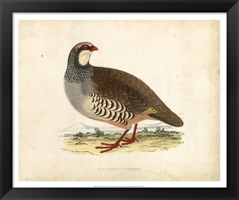 Framed Morris Pheasants II Print