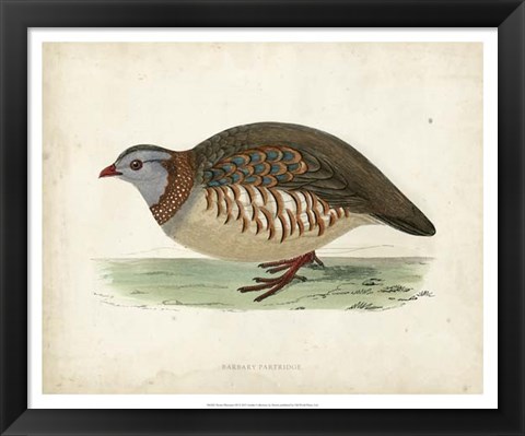 Framed Morris Pheasants III Print