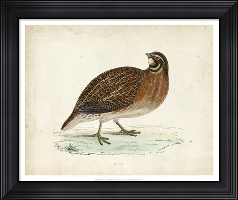 Framed Morris Pheasants IV Print