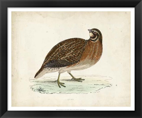 Framed Morris Pheasants IV Print