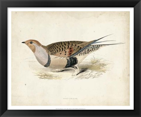 Framed Morris Pheasants V Print