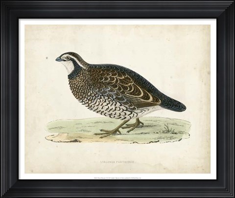 Framed Morris Pheasants VI Print