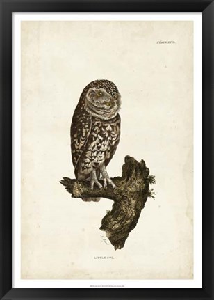 Framed Little Owl Print