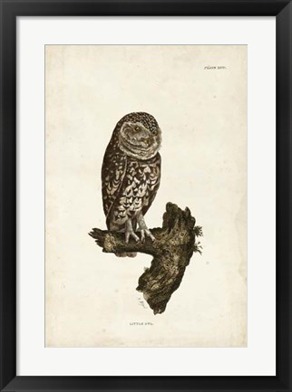 Framed Little Owl Print