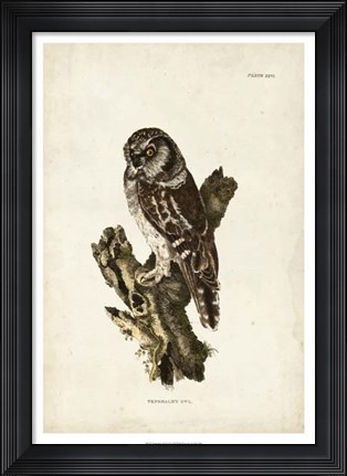 Framed Tengmalm&#39;s Owl Print