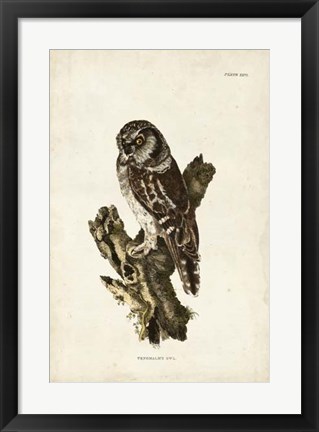 Framed Tengmalm&#39;s Owl Print