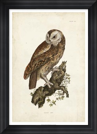 Framed Tawny Owl Print