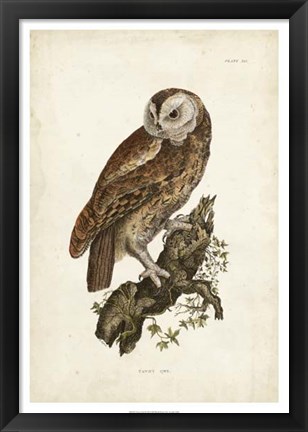 Framed Tawny Owl Print