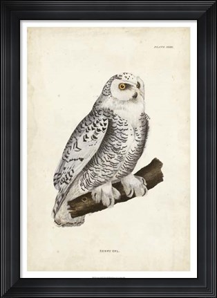 Framed Snowy Owl Print