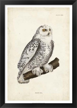 Framed Snowy Owl Print