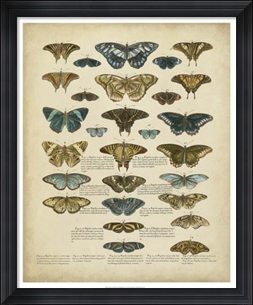 Framed Tabula de Papilio Print
