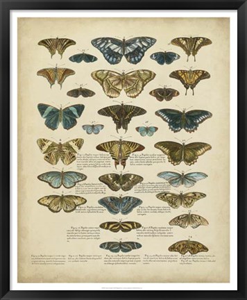 Framed Tabula de Papilio Print