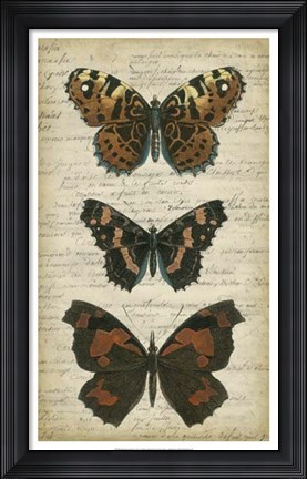 Framed Butterfly Script II Print