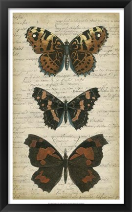 Framed Butterfly Script II Print