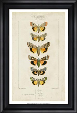 Framed Pauquet Butterflies I Print