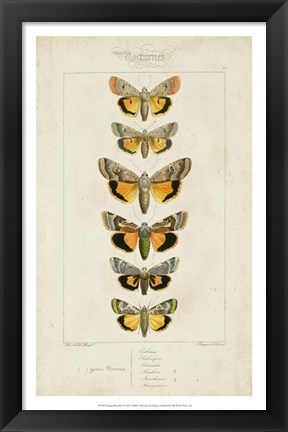 Framed Pauquet Butterflies I Print