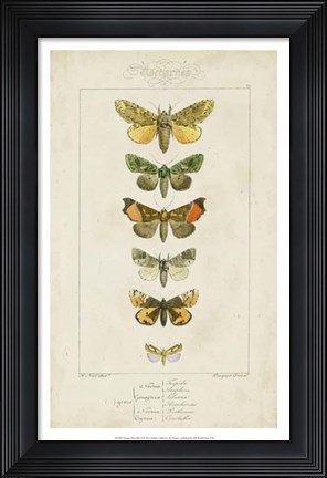 Framed Pauquet Butterflies II Print