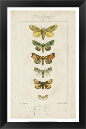 Framed Pauquet Butterflies II Print