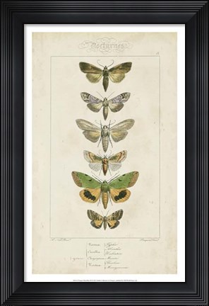 Framed Pauquet Butterflies III Print