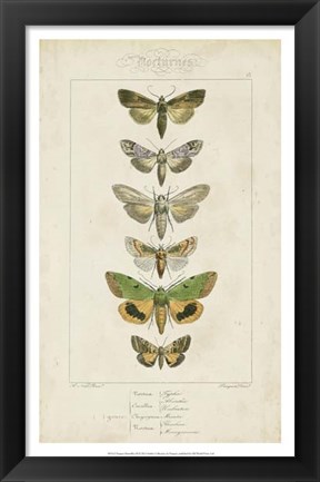 Framed Pauquet Butterflies III Print