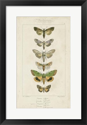 Framed Pauquet Butterflies III Print