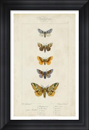 Framed Pauquet Butterflies IV Print